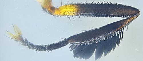 Trichopoda pictipennis